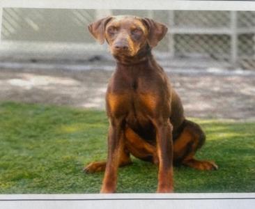Franklin, Doberman Pinscher Mix, adult, available for adoption