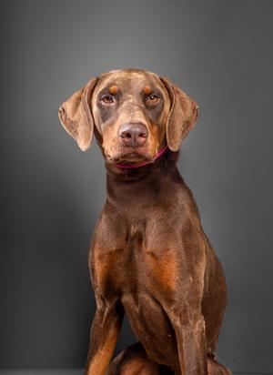 Franklin, Doberman Pinscher Mix, adult, available for adoption