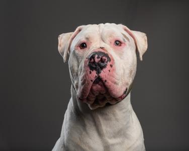 Henry, Bulldog and Mastiff, adult, available for adoption