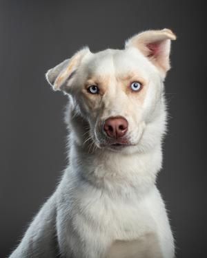A white husky mix dog with striking blue eyes and one floppy ear looks directly at the camera against a plain grey background.