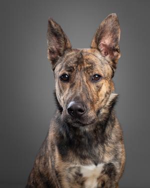 A brindle-colored dog with pointed ears and a white patch on its chest, set against a gray background.