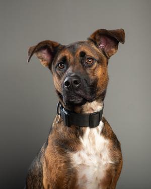 A brown and black dog with a white chest, wearing a black collar, looking directly at the camera.