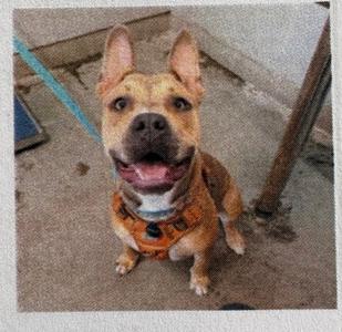 A happy dog wearing an orange harness, sitting on a concrete surface.