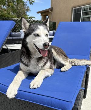 Dory, Siberian Husky, senior, available for adoption
