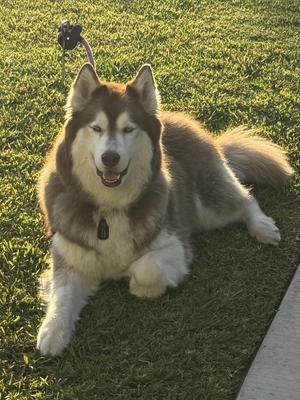 A fluffy husky dog with a brown and white coat is lying on a grassy lawn. The dog has a black collar with a tag and is looking directly at the camera with its mouth slightly open, showing its teeth. The sunlight is shining on the dog, creating a warm glow.