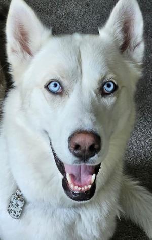 Blanco, Siberian Husky, adult, available for adoption