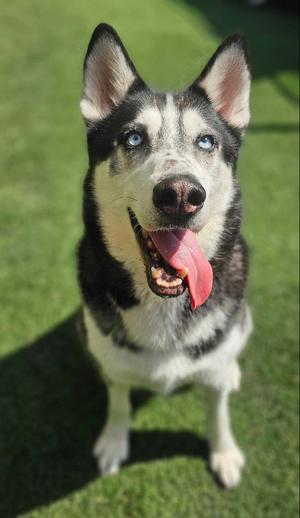 Loki, Siberian Husky, adult, available for adoption