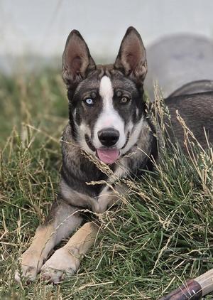 A husky dog with heterochromia, one blue eye and one brown eye, lies in tall grass with its tongue out.