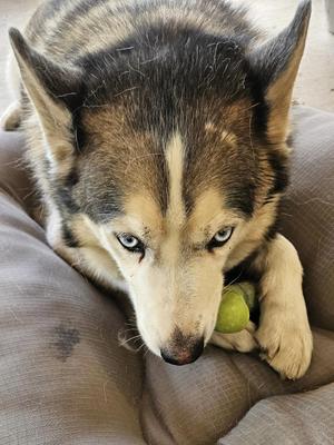 Larry, Siberian Husky, adult, available for adoption