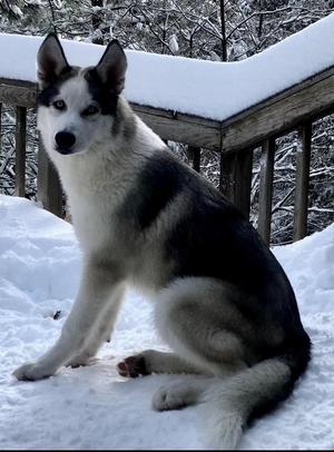 Hazel, Siberian Husky, adult, available for adoption