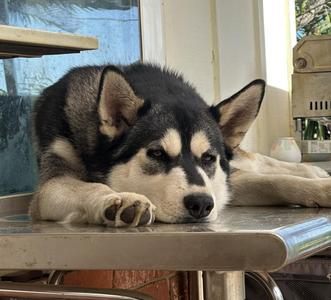 Mary Jane, Siberian Husky, young, available for adoption