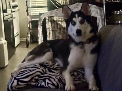 Koda, Siberian Husky, young, available for adoption