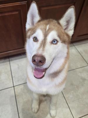 Simmy, Siberian Husky, adult, available for adoption