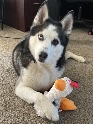 Ace, Siberian Husky, adult, available for adoption