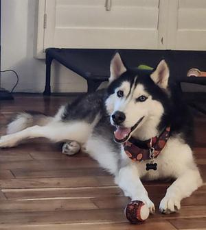 Blue, Siberian Husky, adult, available for adoption