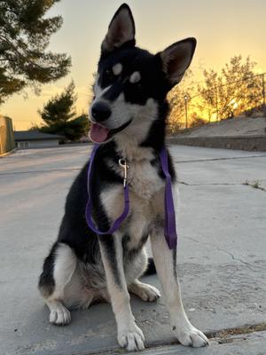 Roadie, Siberian Husky, young, available for adoption