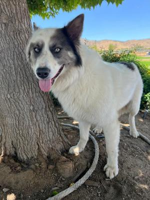 Lobo, Siberian Husky / Australian Shepherd, young, available for adoption