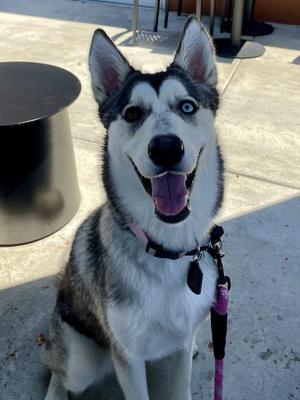 Lola, Siberian Husky, young, available for adoption