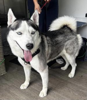 Blue, Siberian Husky, adult, available for adoption