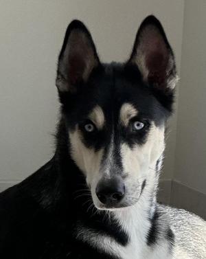 Cooper, Siberian Husky, young, available for adoption