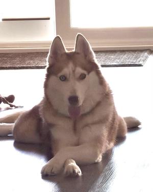 Maya, Siberian Husky, senior, available for adoption