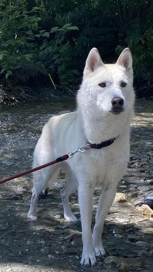 Sol, Siberian Husky, adult, available for adoption