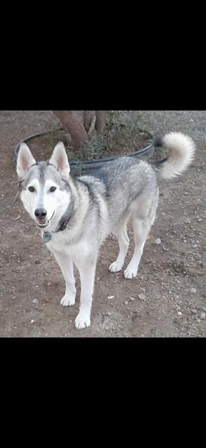 A Siberian Husky dog standing on a dirt path, looking directly at the camera. The dog has a thick gray and white coat, pointed ears, and a bushy tail. It is wearing a collar with a tag. The background includes some greenery and a tree trunk.