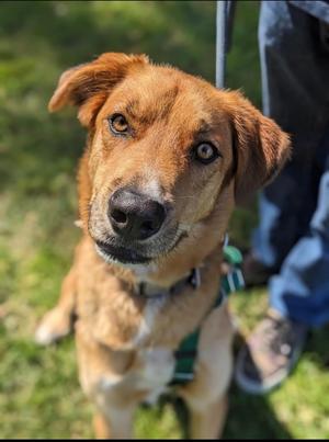 Blaze, Siberian Husky, adult, available for adoption