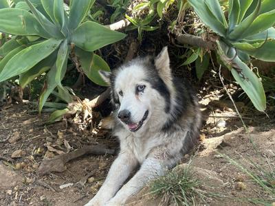 Moonflower, Siberian Husky, adult, available for adoption