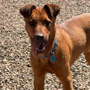 Daxo, Cattle Dog, adult, available for adoption