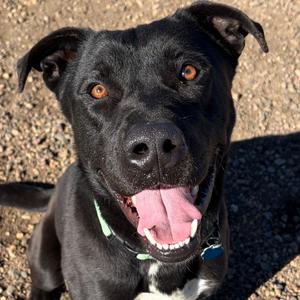 Chico, Bulldog, American, adult, available for adoption