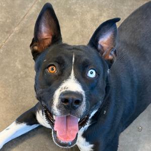 Bonnie, Terrier, American Pit Bull, adult, available for adoption