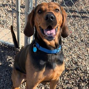 Tiger, Coonhound, adult, available for adoption