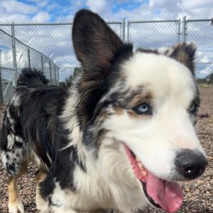 Wiggles, Collie, adult, available for adoption