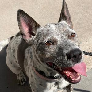 Madam, American Blue Heeler, adult, available for adoption