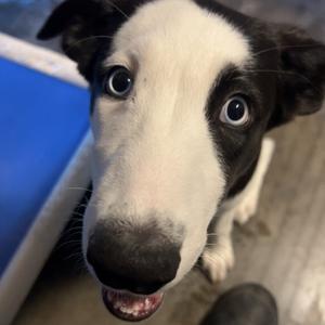 Perdi, Collie, Border, adult, available for adoption