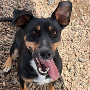 Simon, Shepherd, adult, available for adoption