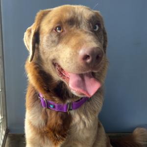 A brown dog with a purple collar, sitting and looking at the camera with its tongue out.