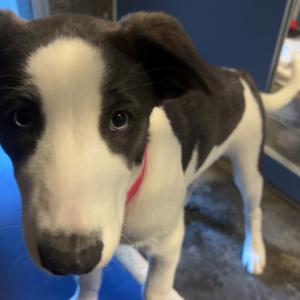 Crystal, Collie, Border, adult, available for adoption