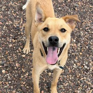 A happy brown dog with its tongue out, standing on a gravel surface.