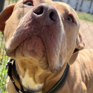 Honcho, Terrier, American Pit Bull, adult, available for adoption