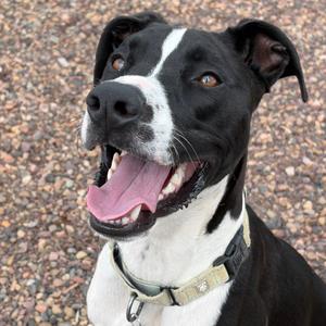 Oreo, Hound, adult, available for adoption