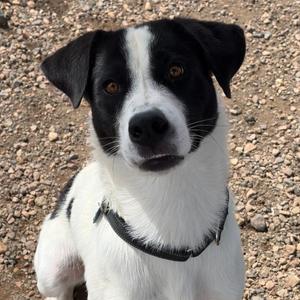 Spot, Collie, Border, adult, available for adoption