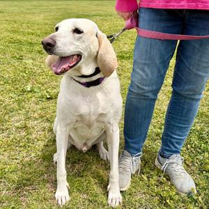 Apollo, Mixed Breed (Medium), adult, available for adoption
