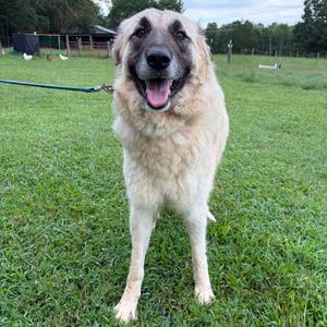 Asena, Pyrenees, Great, adult, available for adoption