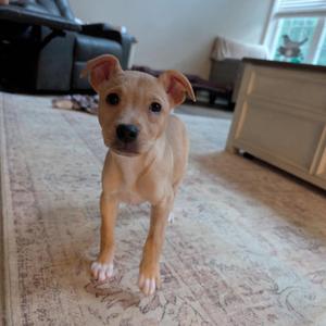 Bo Peep, Mixed Breed (Medium), puppy, available for adoption