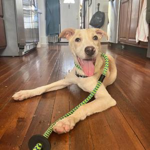 Coco, Mixed Breed (Medium), puppy, available for adoption
