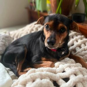 Bismarck, Mixed Breed (Large), adult, available for adoption