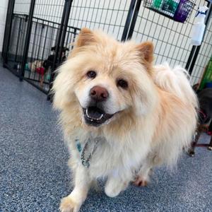 Appa, Chow Chow, adult, available for adoption