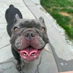 Bruno, Mixed Breed (Medium), adult, available for adoption